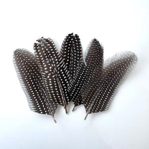 Embellissement plumes